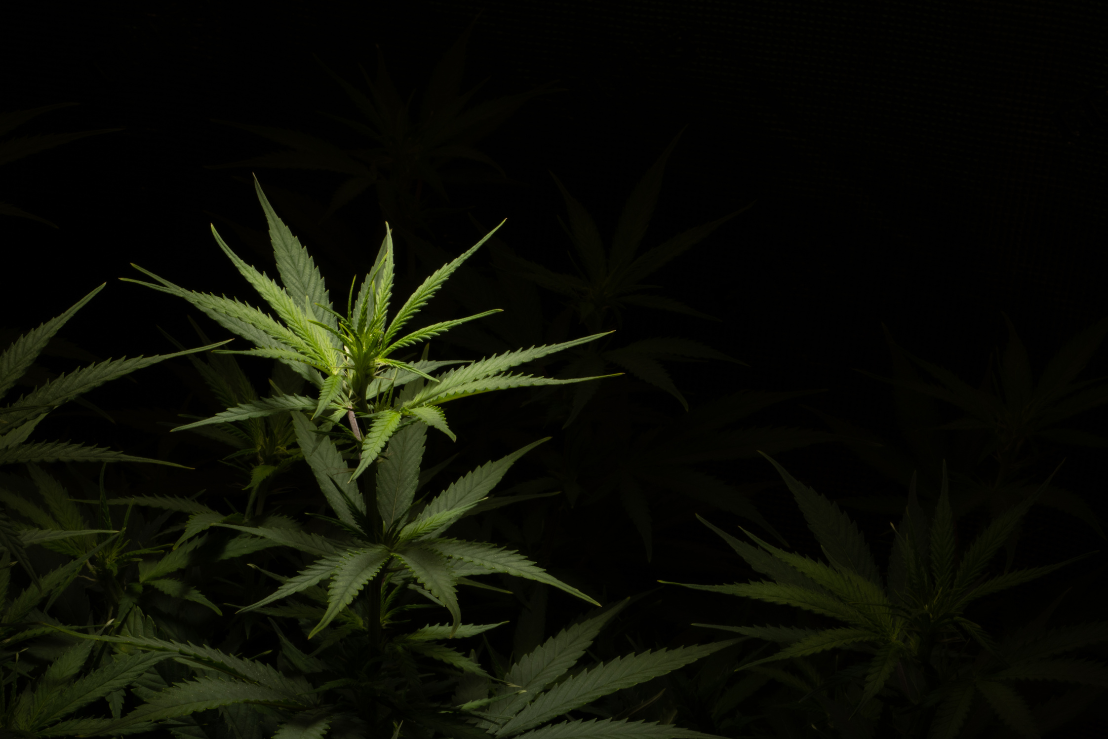 Young cannabis plant